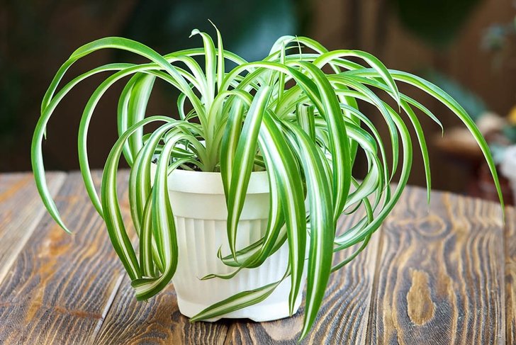 Chlorophytum in white flowerpot on wooden background . Ornamental plants in pot /Variegatum,comosum. Spider Plant