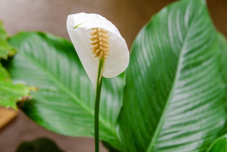 Close-up of one petal of a White flower called Peace Lilly against a background of green leaves (Spathiphyllum cochlearispathum, Spathiphyllum wallisii). Female happiness