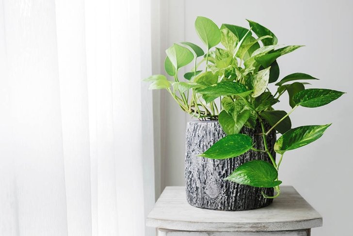 Golden pothos or Epipremnum aureum at window in the bedroom home and garden