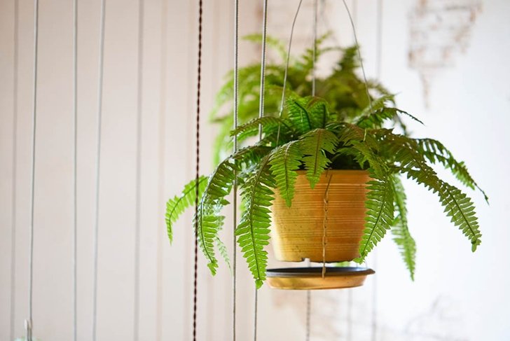 Pot of hanging Boston fern